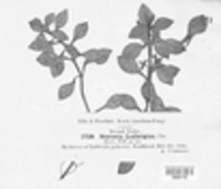 Melanops ludwigiae image